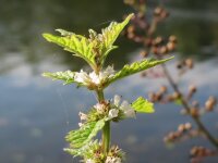 Ufer-Wolfstrapp (Lycopus europaeus), Pflanze