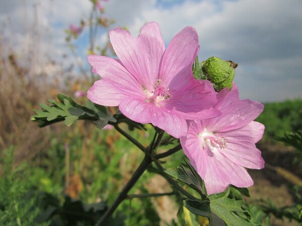 Moschusmalve (Malva moschata), Pflanze