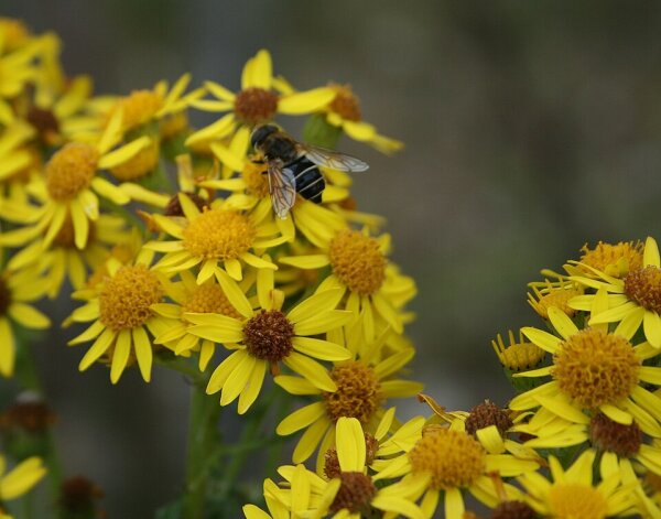 Jakobs-Greiskraut / Jakobs-Kreuzkraut (Senecio jacobaea), Pflanze