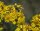 Jakobs-Greiskraut / Jakobs-Kreuzkraut (Senecio jacobaea), Pflanze