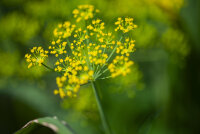 echte Pastinake (Pastinaca sativa), Pflanze