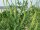 Färber-Resede, Färber-Wau (Reseda luteola), Pflanze