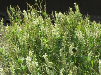 Weißer Steinklee (Melilotus albus), Pflanze