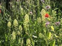 Gelbe Resede, Gelber Wau (Reseda lutea), Pflanze