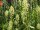 Gelbe Resede, Gelber Wau (Reseda lutea), Pflanze