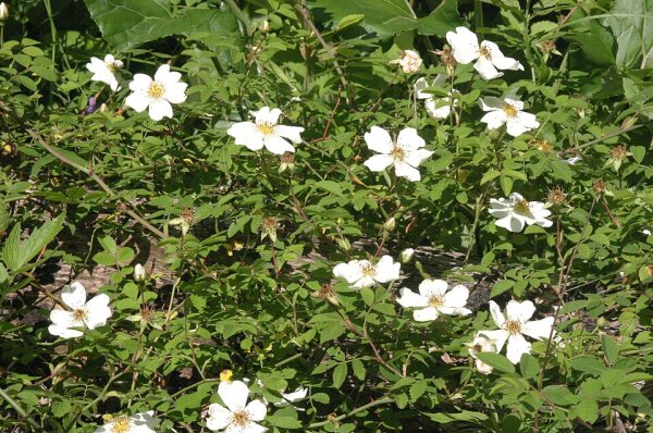 Kriechrose, Feldrose (Rosa arvensis), Pflanze