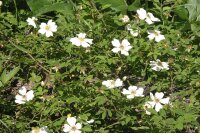 Kriechrose, Feldrose (Rosa arvensis), Pflanze