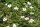 Kriechrose, Feldrose (Rosa arvensis), Pflanze