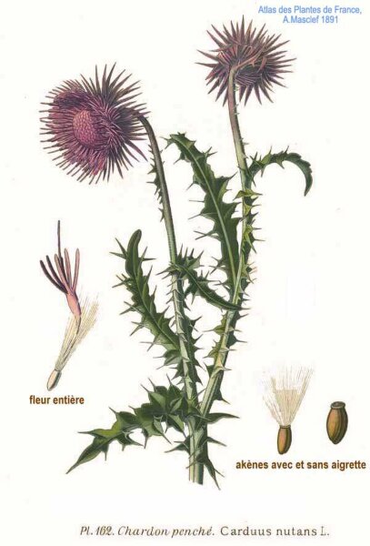 Nickende Distel (Carduus nutans), Samen