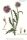 Nickende Distel (Carduus nutans), Samen