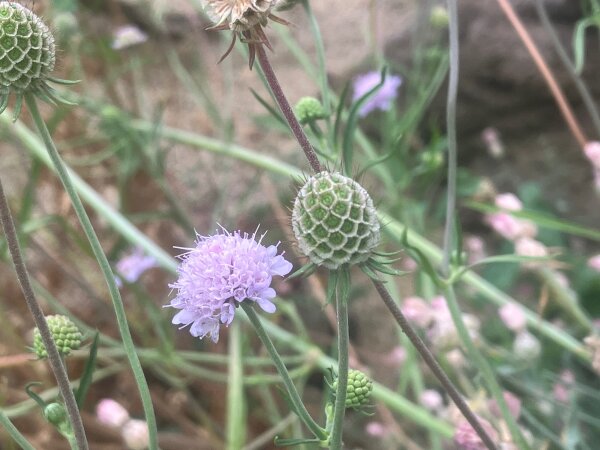 südliche Skabiose (Scabiosa triandra), Samen