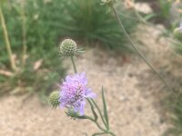 südliche Skabiose (Scabiosa triandra), Samen