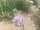 südliche Skabiose (Scabiosa triandra), Samen