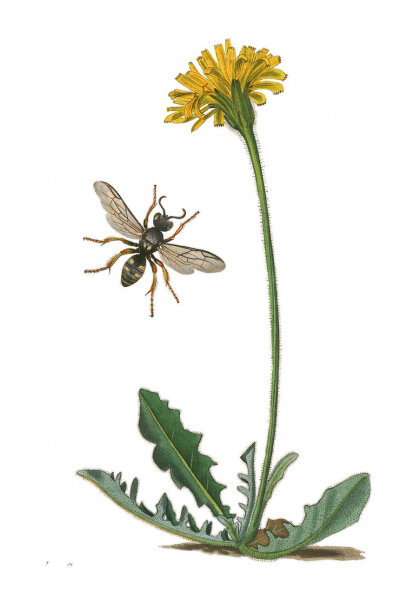 Steifhaariger Löwenzahn (Leontodon hispidus), Samen