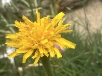 Steifhaariger Löwenzahn (Leontodon hispidus), Pflanze