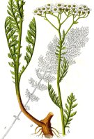 edle Schafgarbe (Achillea nobilis), Pflanze