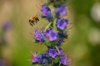 Gewöhnl. Natternkopf (Echium vulgare), Samen