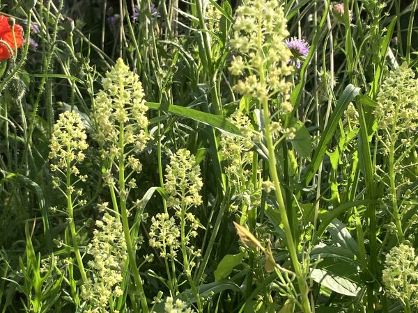 Gelbe Resede, Gelber Wau (Reseda lutea), Samen