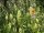 Gelbe Resede, Gelber Wau (Reseda lutea), Samen